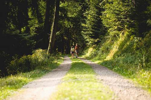dirt road two person walking on pathway in between trees at daytime forest